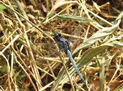 Orthetrum luzonicum