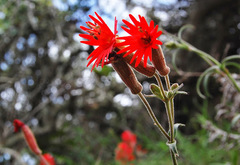 Silene laciniata laciniata