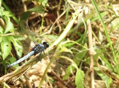 Orthetrum luzonicum