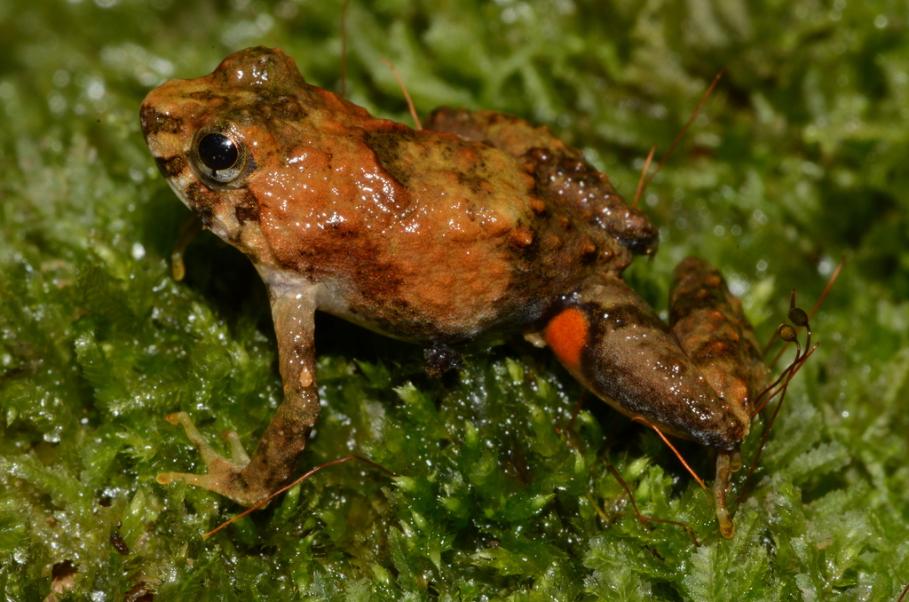 Mayoko Puddle Frog