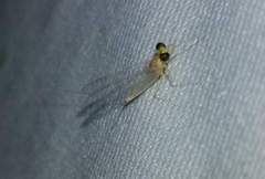 Stenacron interpunctatum heterotarsale