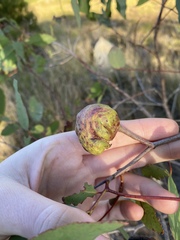 Apiomorpha variabilis