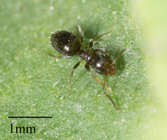 Brachymyrmex patagonicus