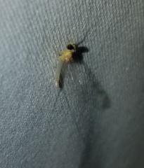 Stenacron interpunctatum heterotarsale