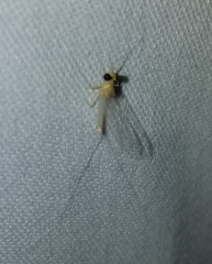 Stenacron interpunctatum heterotarsale