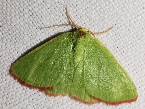 Eucrostes indigenata
