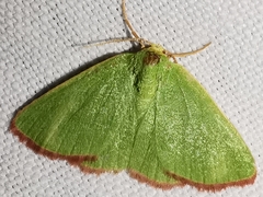 Eucrostes indigenata