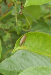 Ectobius erythronotus