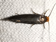 Cephimallota crassiflavella