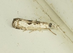 Microcrambus minor