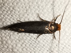 Cephimallota crassiflavella