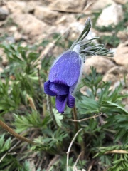 Pulsatilla ambigua
