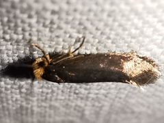 Cephimallota crassiflavella