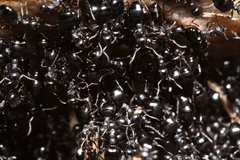 Dolichoderus taschenbergi