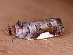 Hedya chionosema