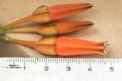 Macleania ericae