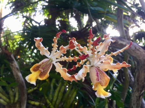 Christina’s Ant-loving Orchid