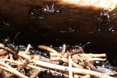 Dolichoderus taschenbergi