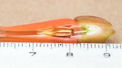 Macleania ericae