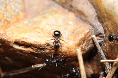 Dolichoderus taschenbergi