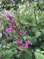 Salvia involucrata
