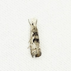 Microcrambus minor