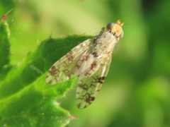 Tephritis hyoscyami