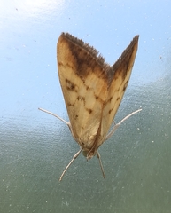 Evergestis extimalis