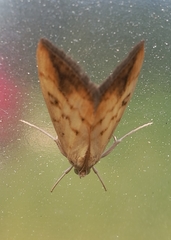 Evergestis extimalis