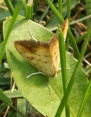 Evergestis extimalis