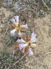 Phelipanche arenaria