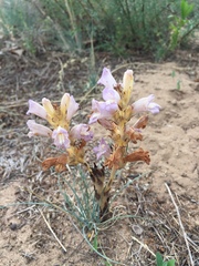 Phelipanche arenaria