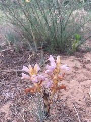 Phelipanche arenaria