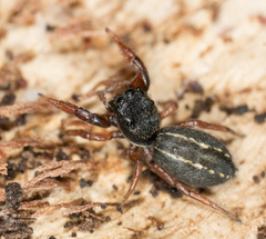 Metacyrba taeniola similis