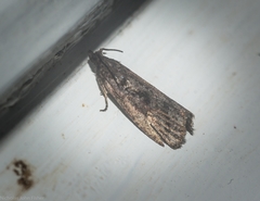 Cryptaspasma sordida