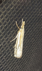 Crambus laqueatellus
