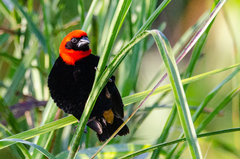 Euplectes hordeaceus