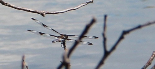 Twelve-spotted Skimmer