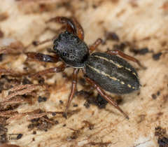 Metacyrba taeniola similis