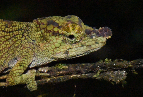 Deceptive Chameleon