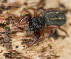 Metacyrba taeniola similis