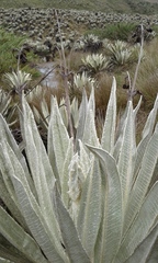 Espeletia grandiflora