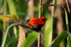 Euplectes hordeaceus