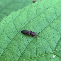 Melanotus clandestinus