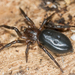 Arañas de Tierra - Photo Ningún derecho reservado, subido por Jesse Rorabaugh