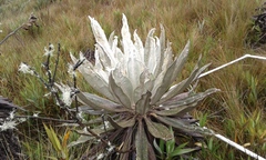 Espeletia grandiflora