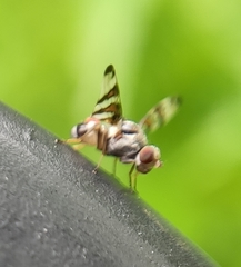 Myennis octopunctata