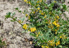 Acmispon dendroideus