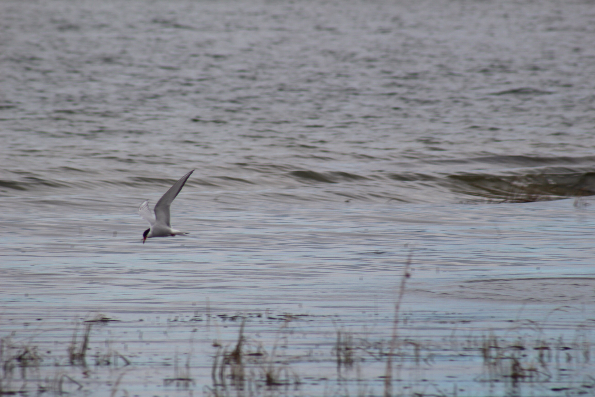 Arctic Tern