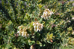 Arctostaphylos confertiflora